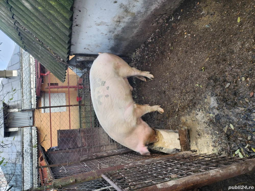 vand bucati din porc 11.12.2025