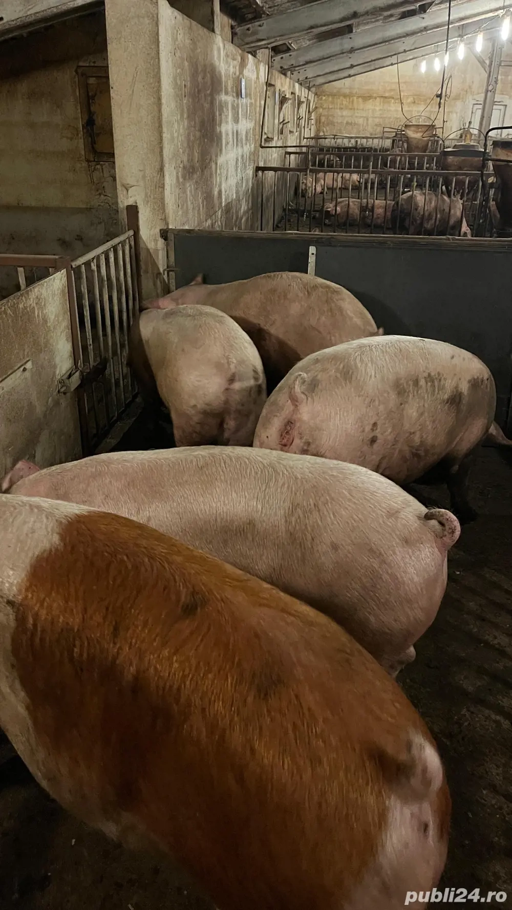 Porcii de vanzare!