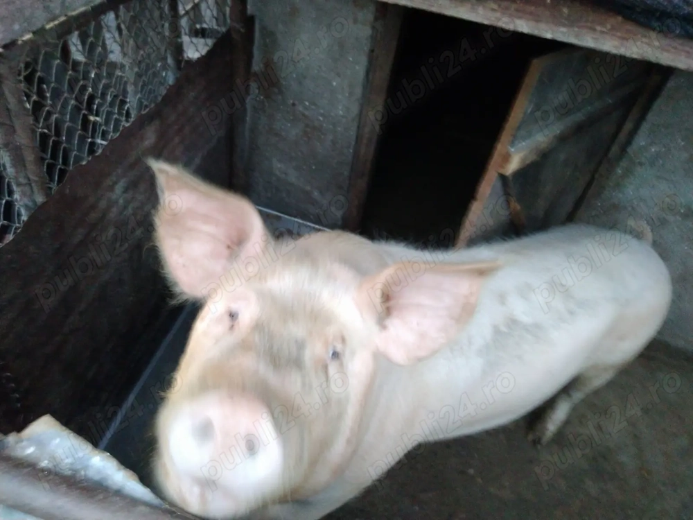 Porc crescut natural