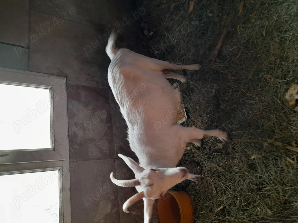 Vând capra gestanta la a doua fatare