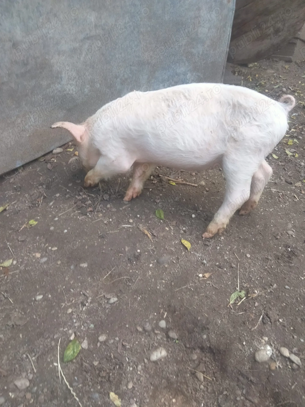 Vând purcei 500 lei buc