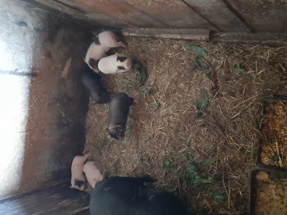 Oferta.Vand purcei vietnamezi