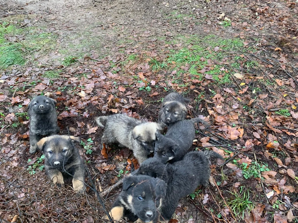 Catei ciobanesti germani lupi
