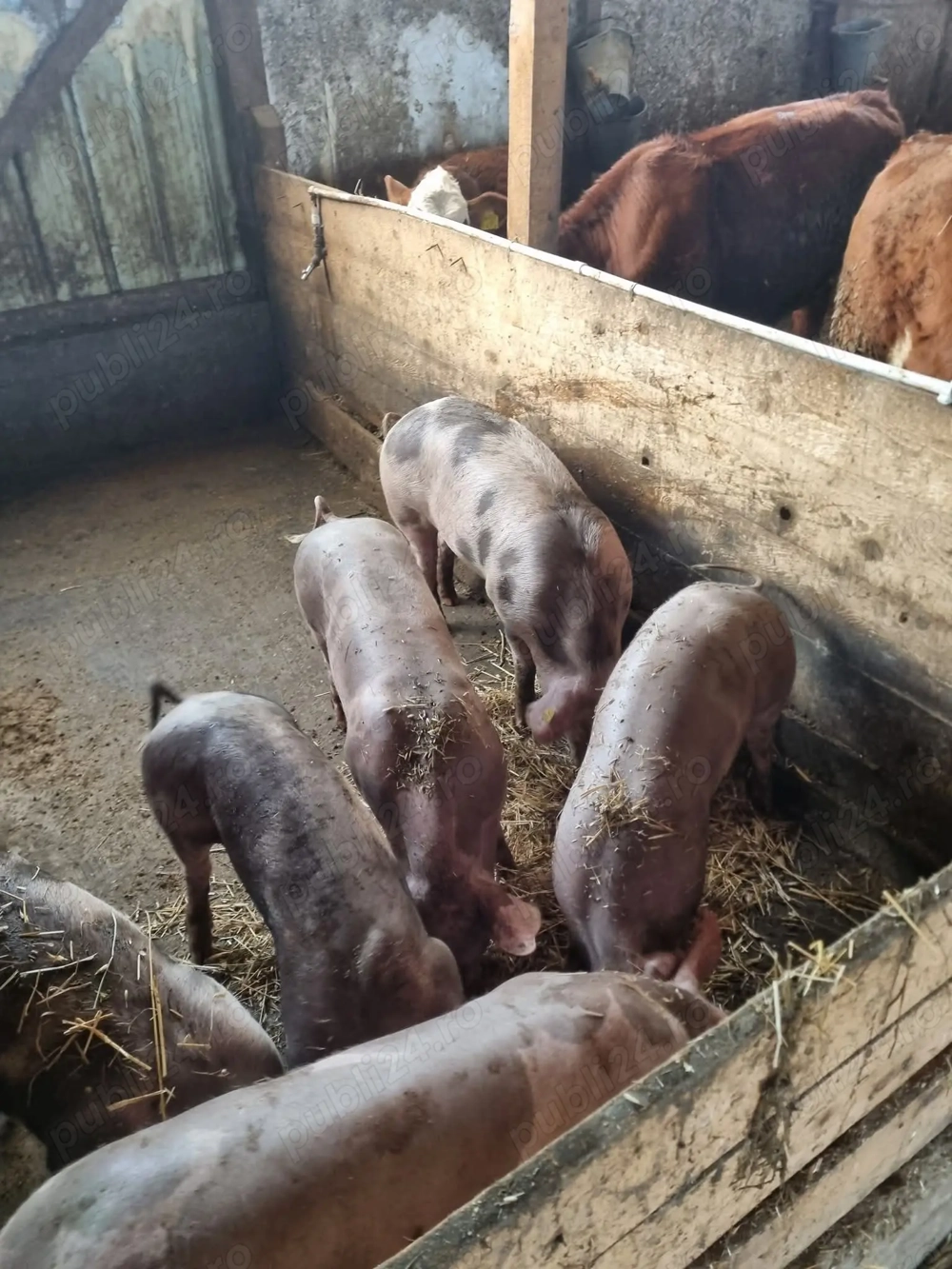 Vând porci de carne pt sacrificat