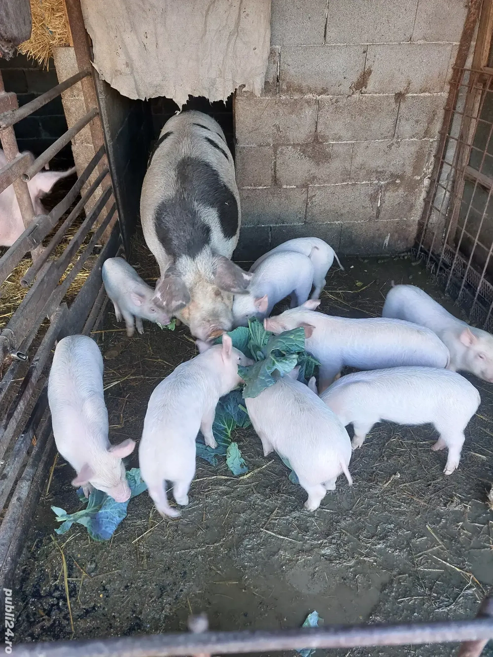 Scroafa Scroafa cu 6 purcei de vânzare. Cunta - Animale