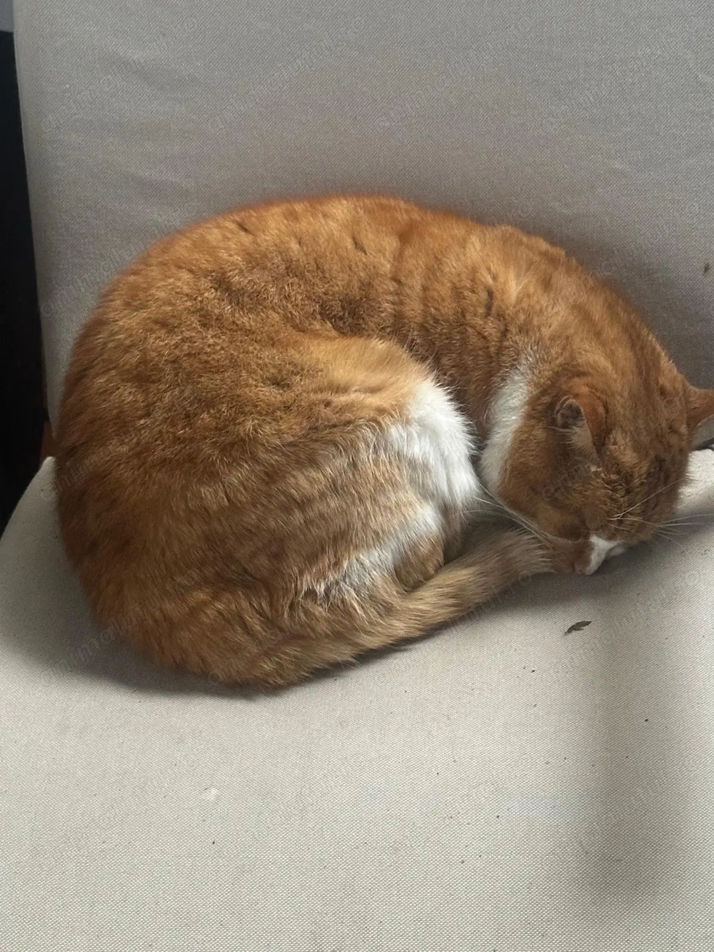 Vând pisică nu este de rasă 