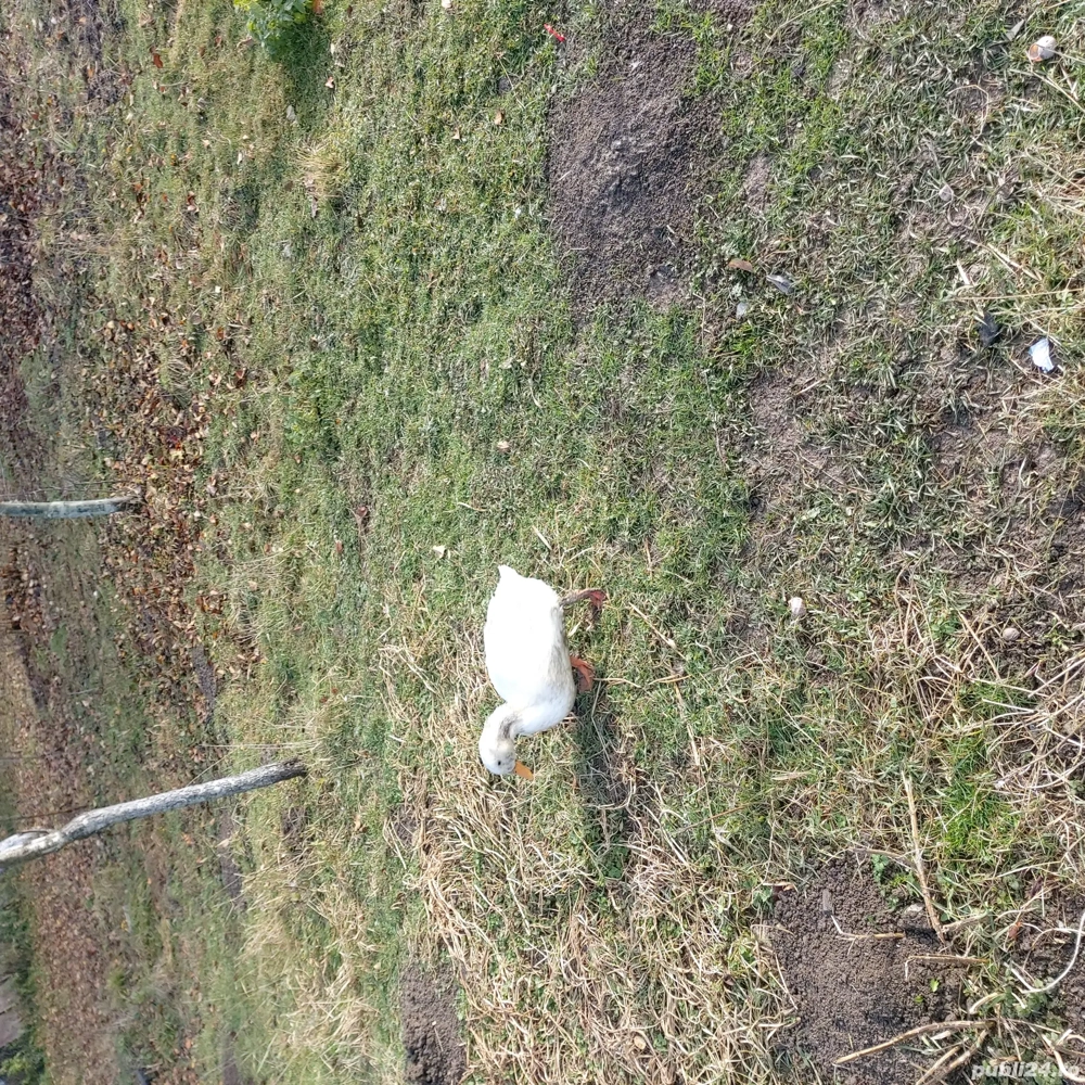 Vand 2 rate si 1 rățoi 