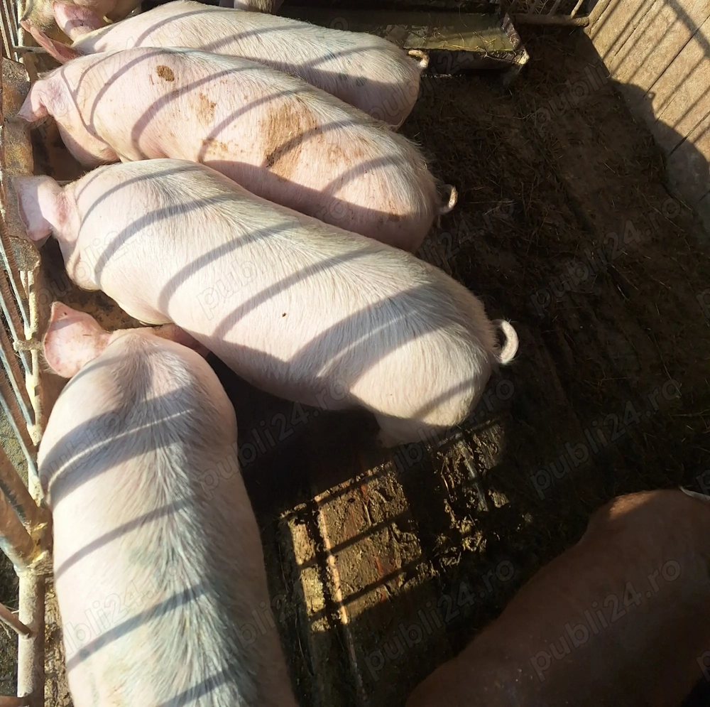 Porci de vânzare 