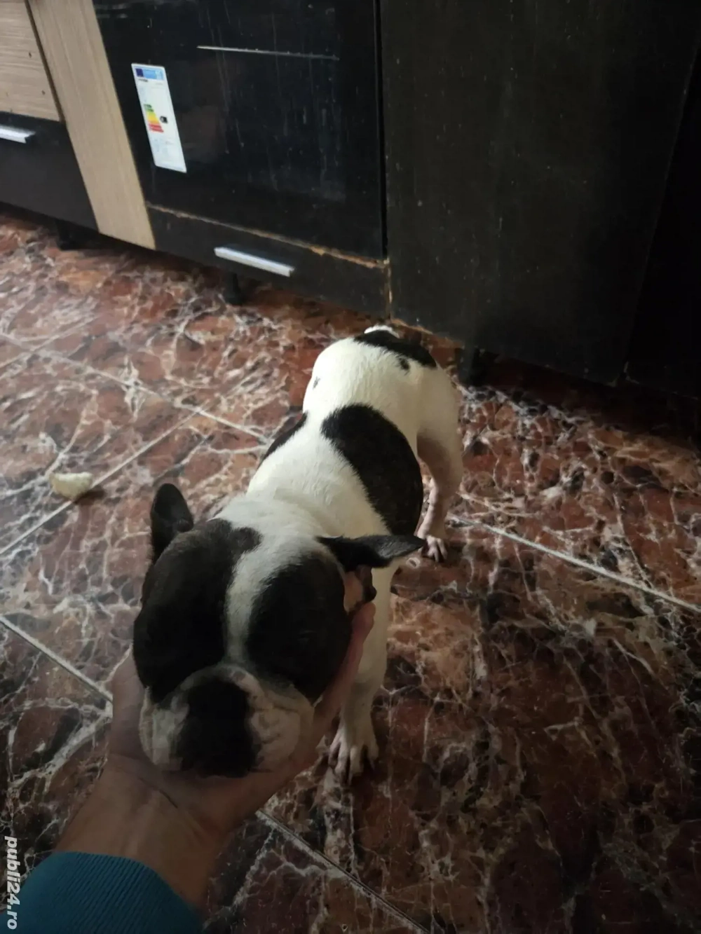 Vănd cătelusă Buldog Francez 