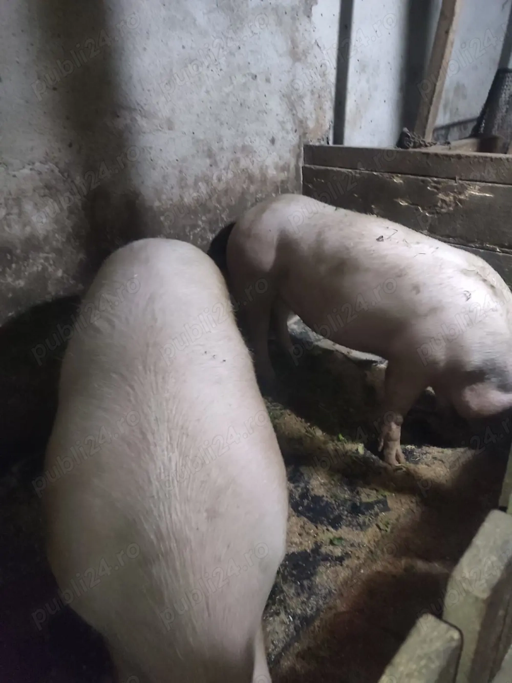 Se vinde un porc la alegere crescut în gospodărie, unul este rasa de carne