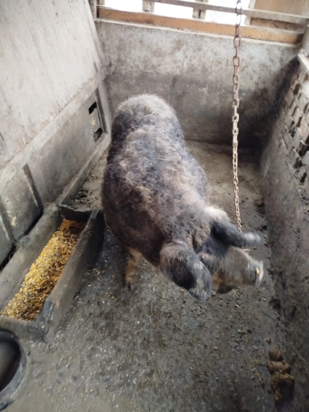 Vând purcea Mangalița 