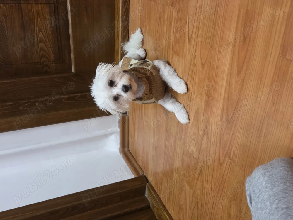 Vând Bichon Maltez 1an