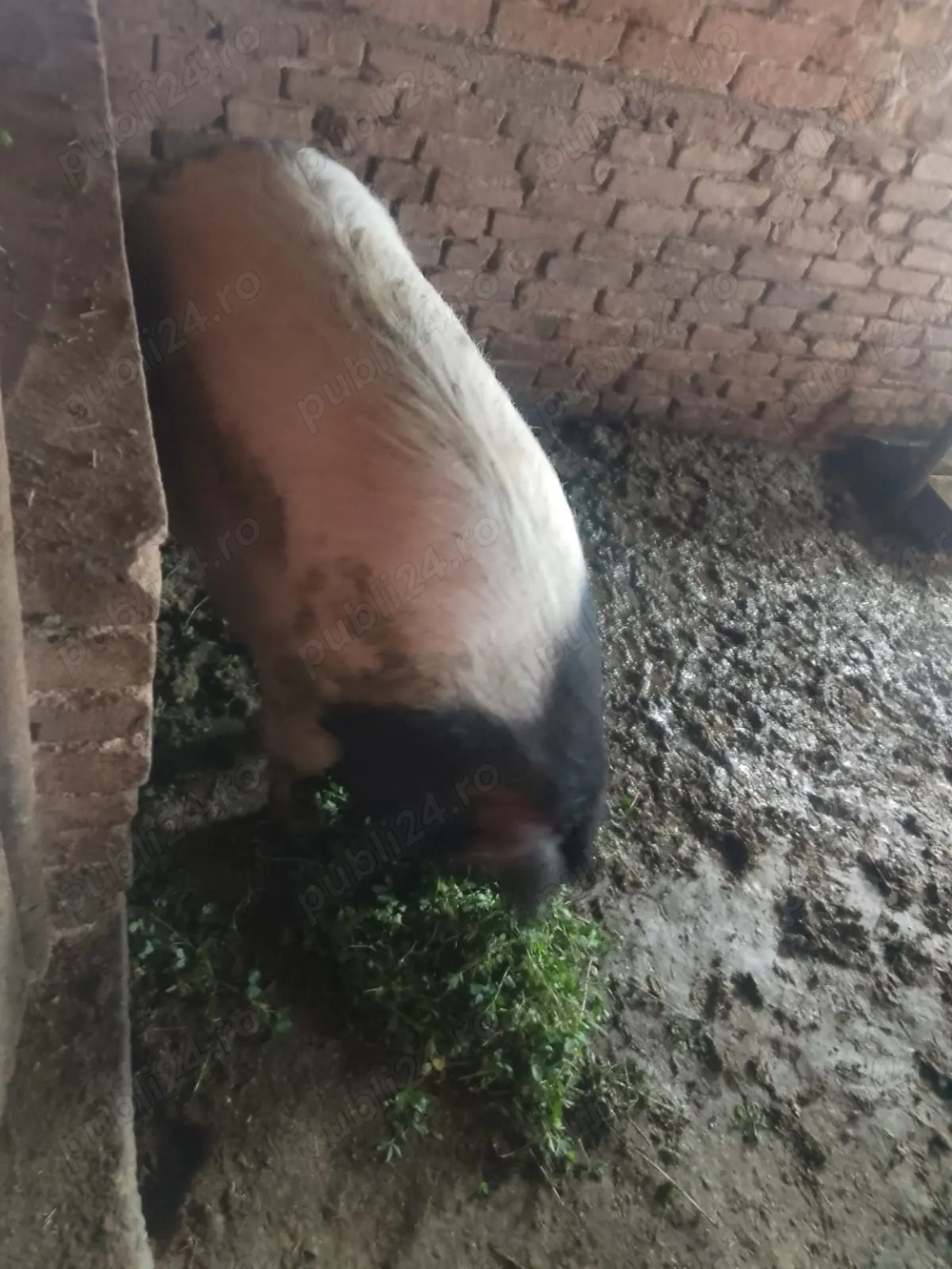 Vând ce se vede în poze 