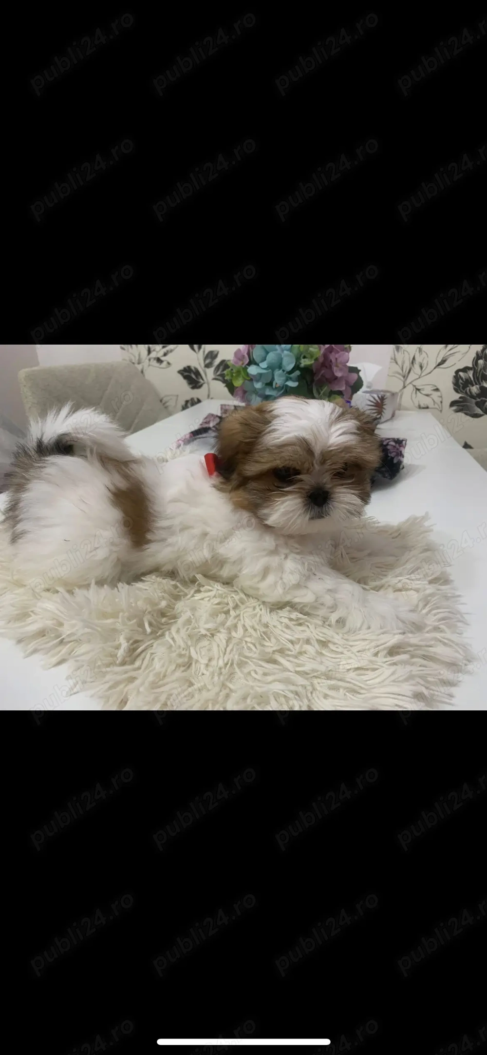 Vand catelusa superba