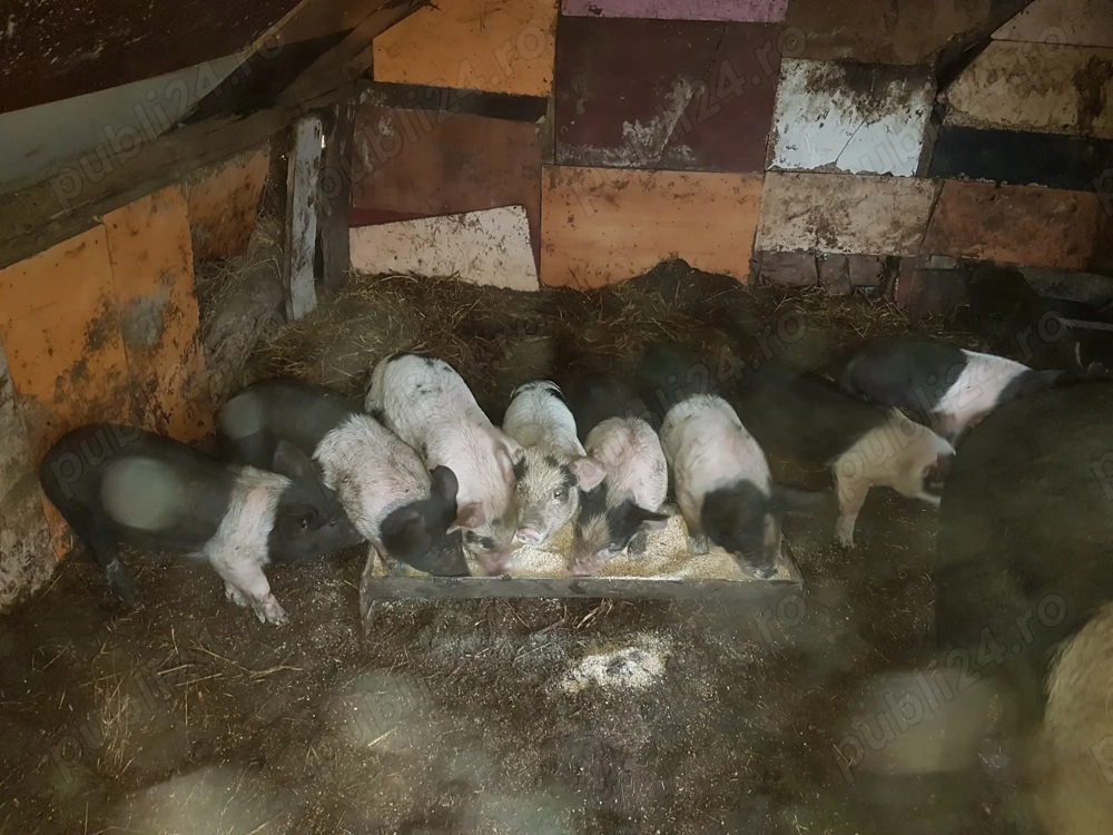 Purcei Bazna de vanzare