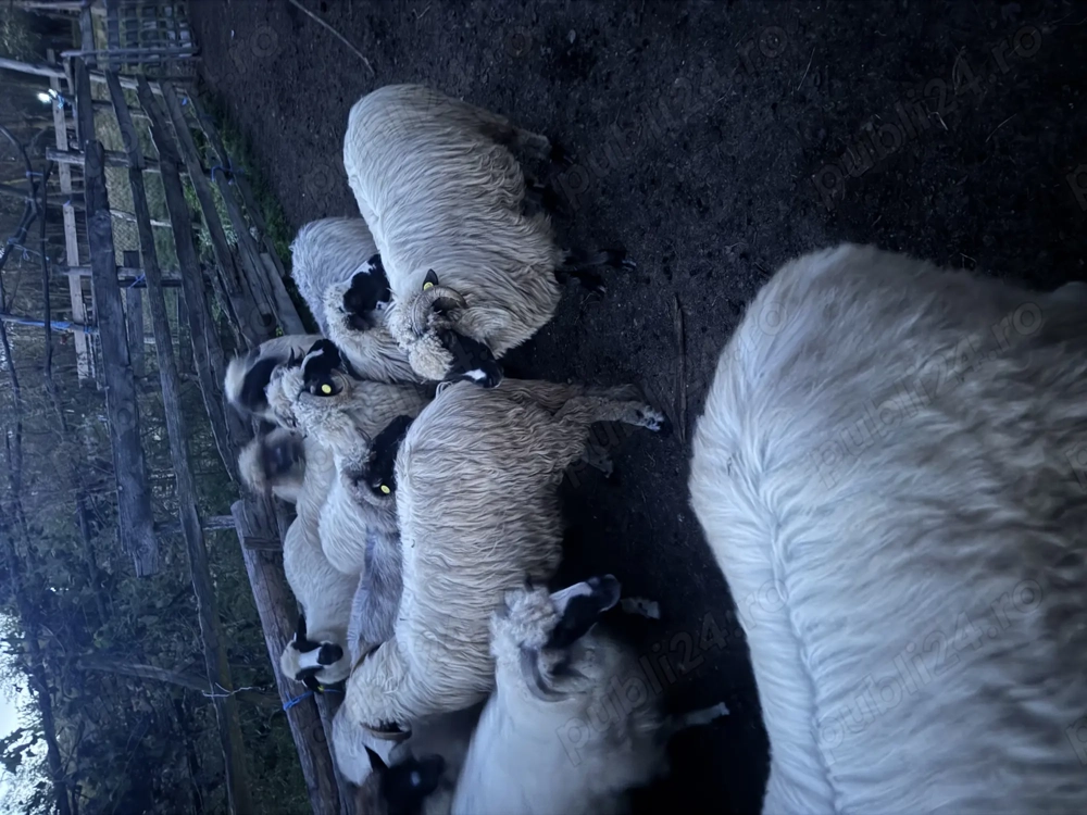 Oi de vânzare sănătoase 