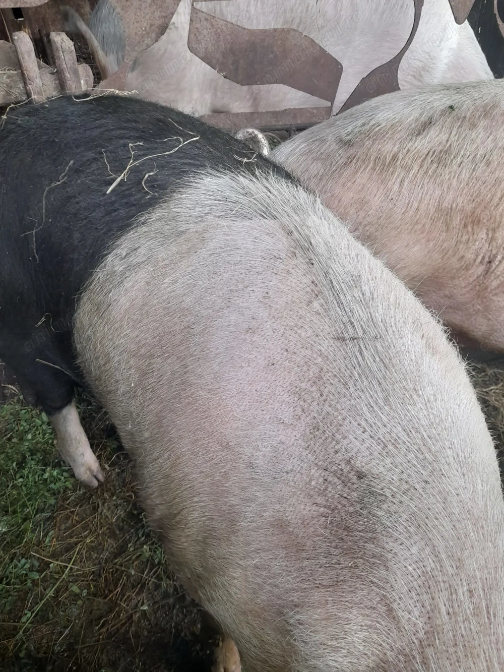 Porci de vânzare Jimbor 