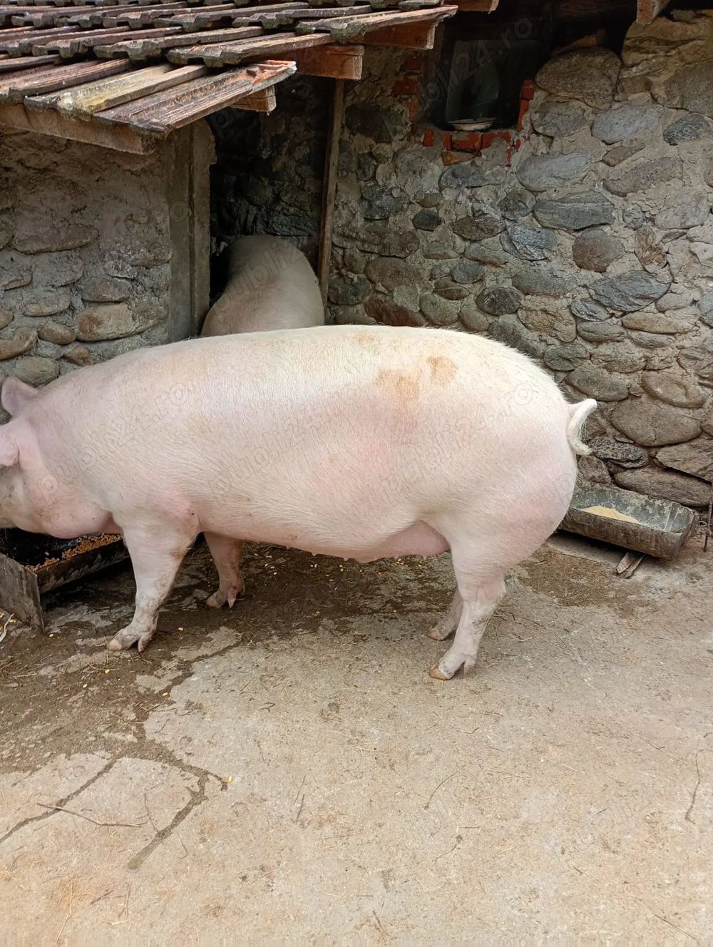 Carcasa porc Landrace