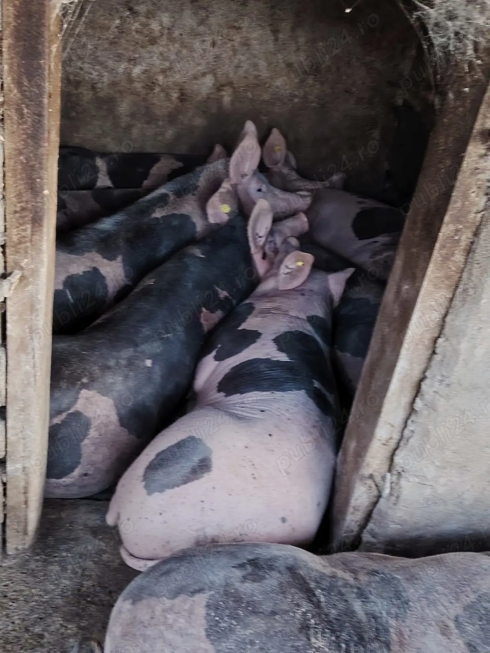 Porc   Porci de vanzare