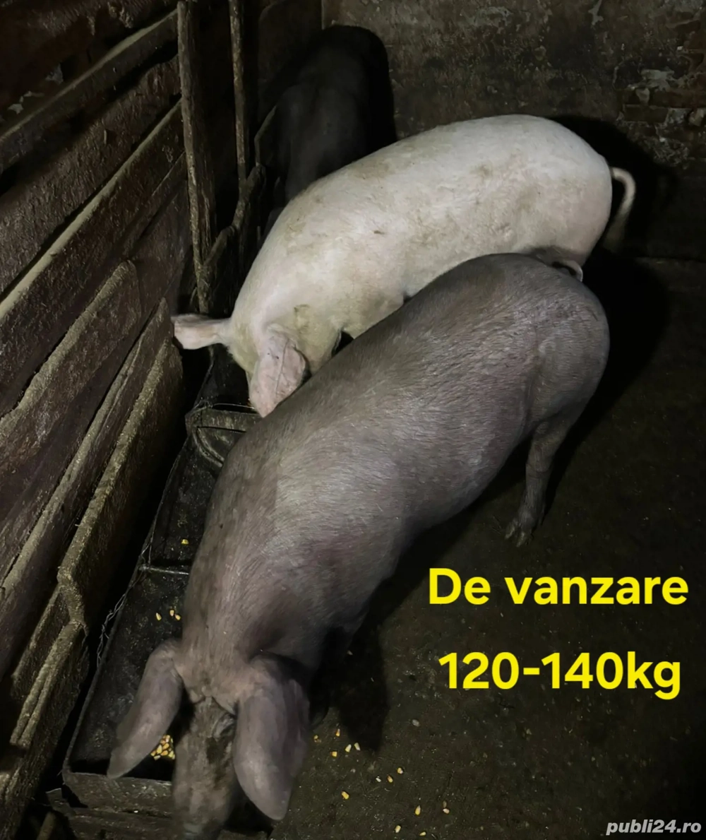 vand 2 porci crescuti la țara 