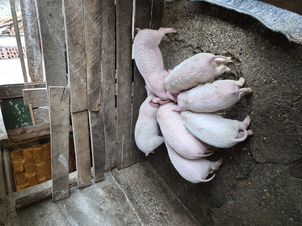 Vând purcei de 8 saptamani