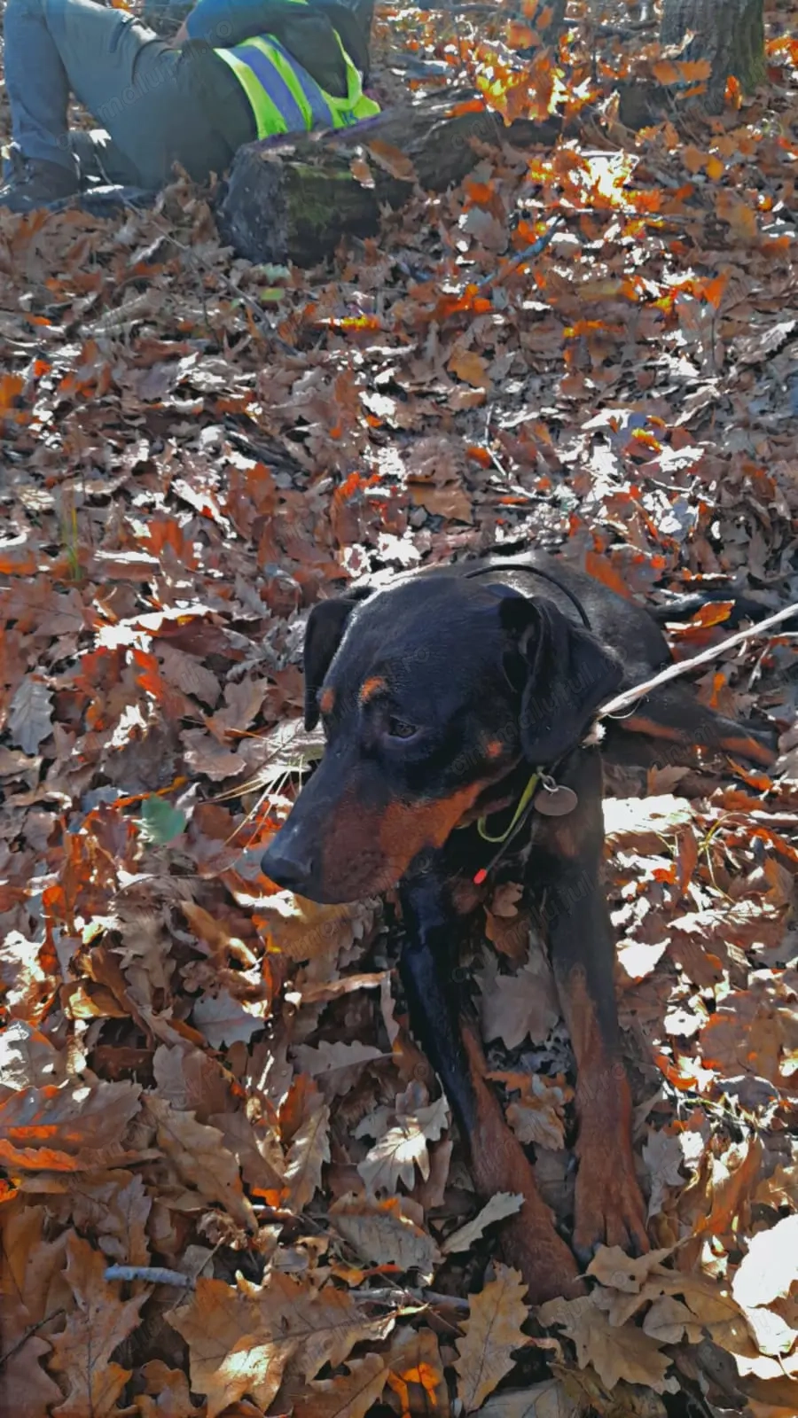 Vând caini de vânătoare 