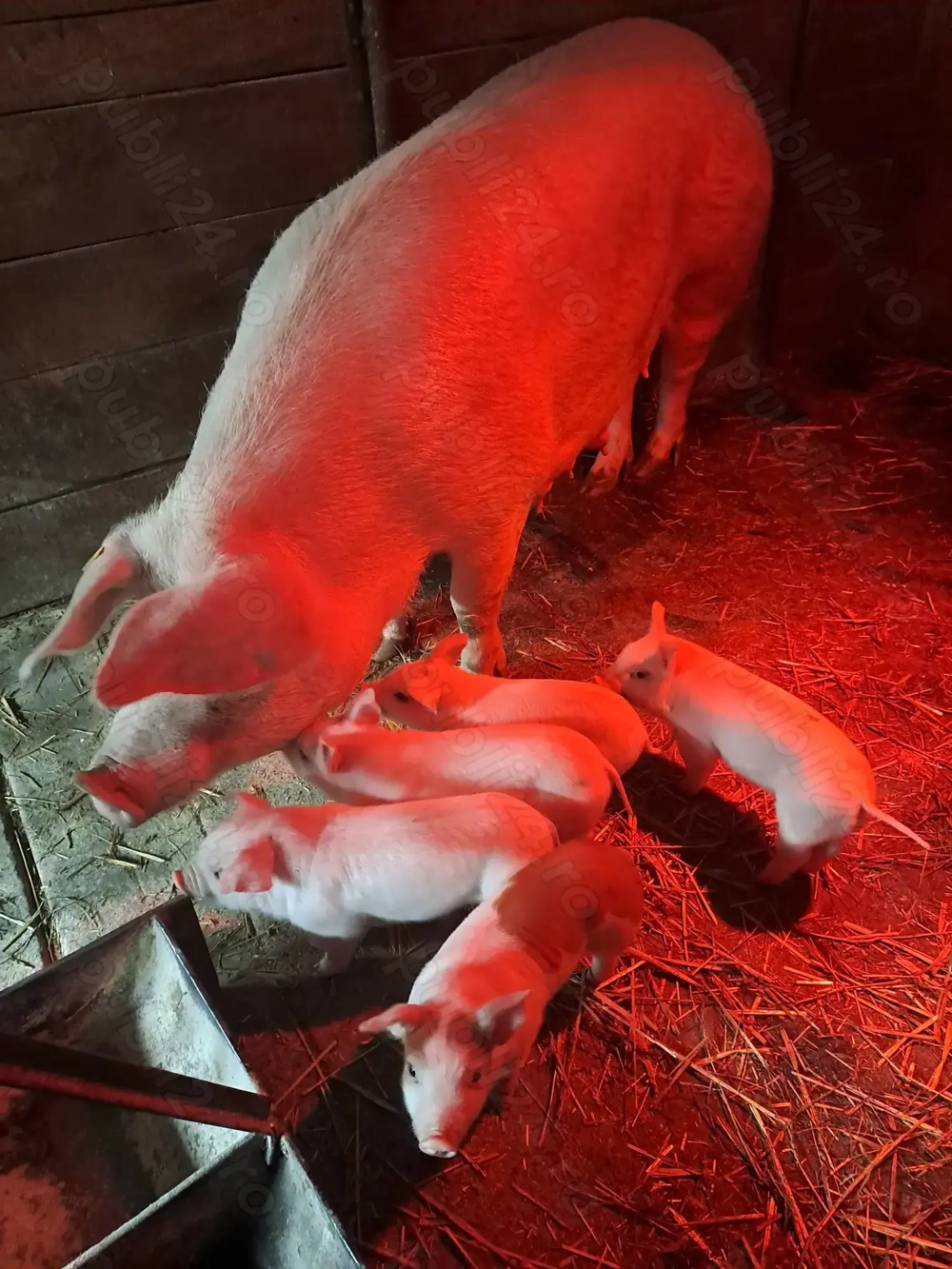 Vand scroafa cu purcei