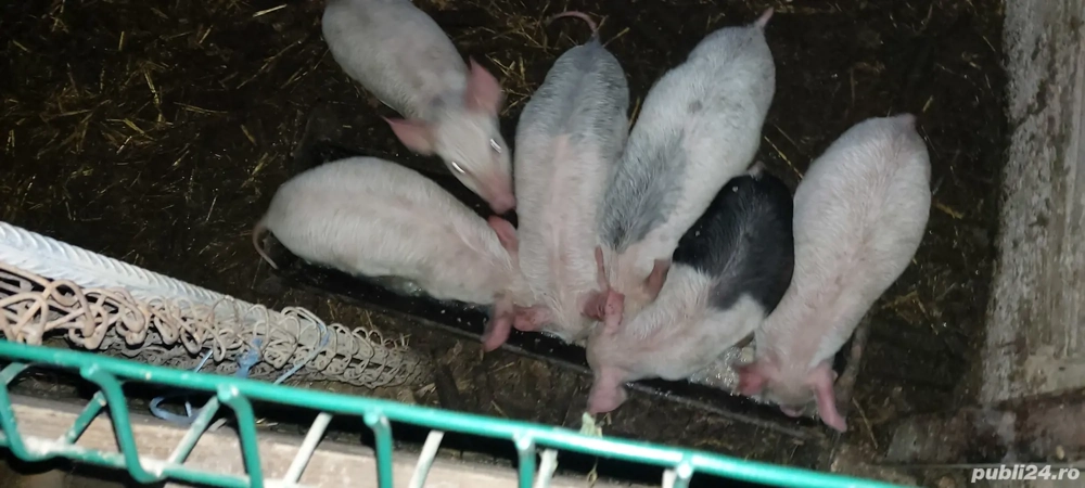 vind purcei  porci grasi 