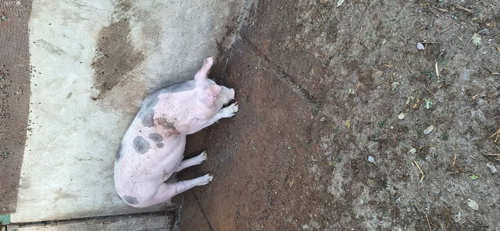 Vând purceluș de rasă vârstă 4 luni 