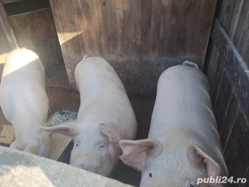 vand porci marele alb