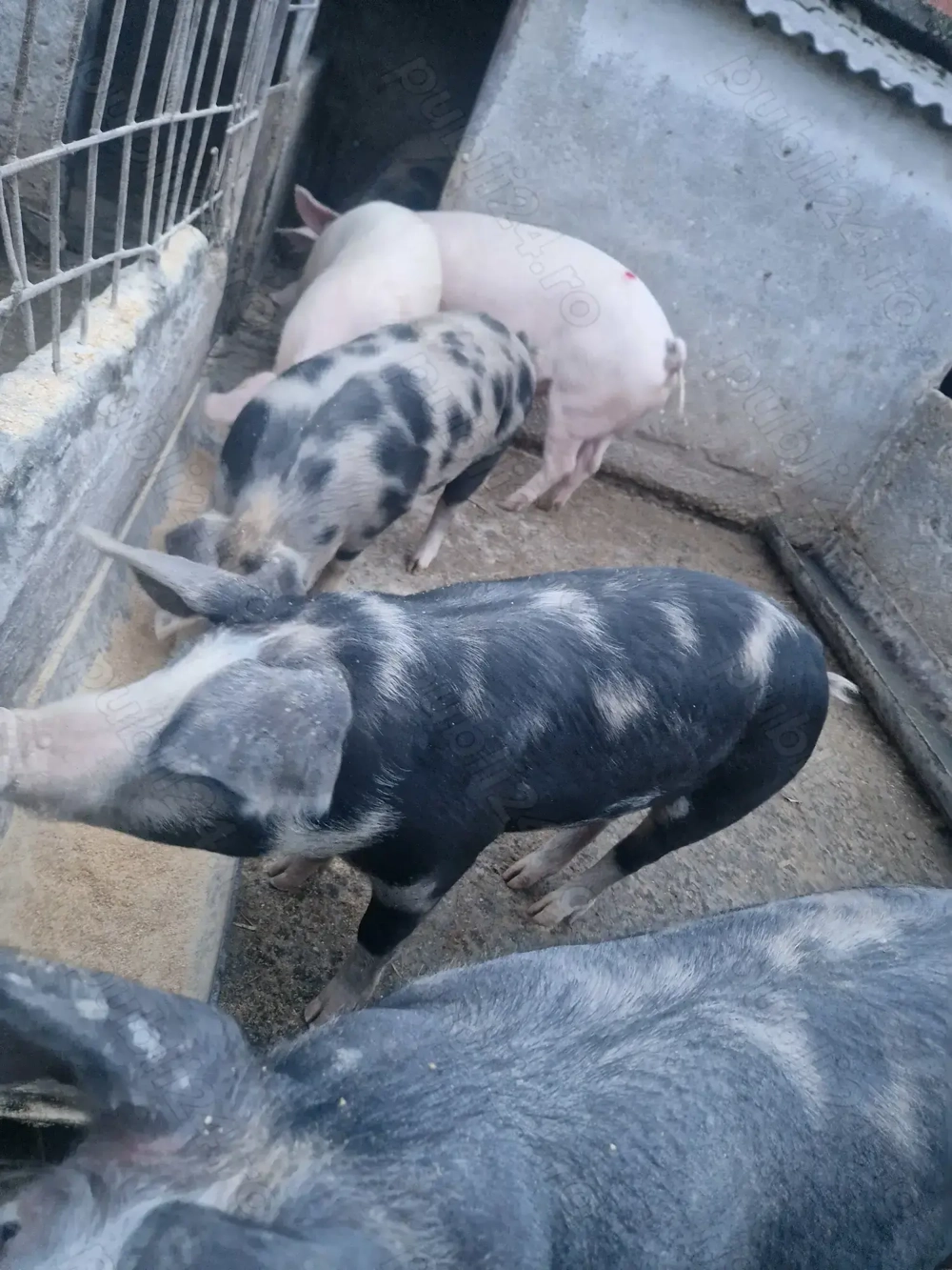 Vand porci grasi pentru sacrificare 