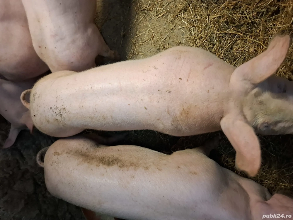 Porci pentru sarbatori 