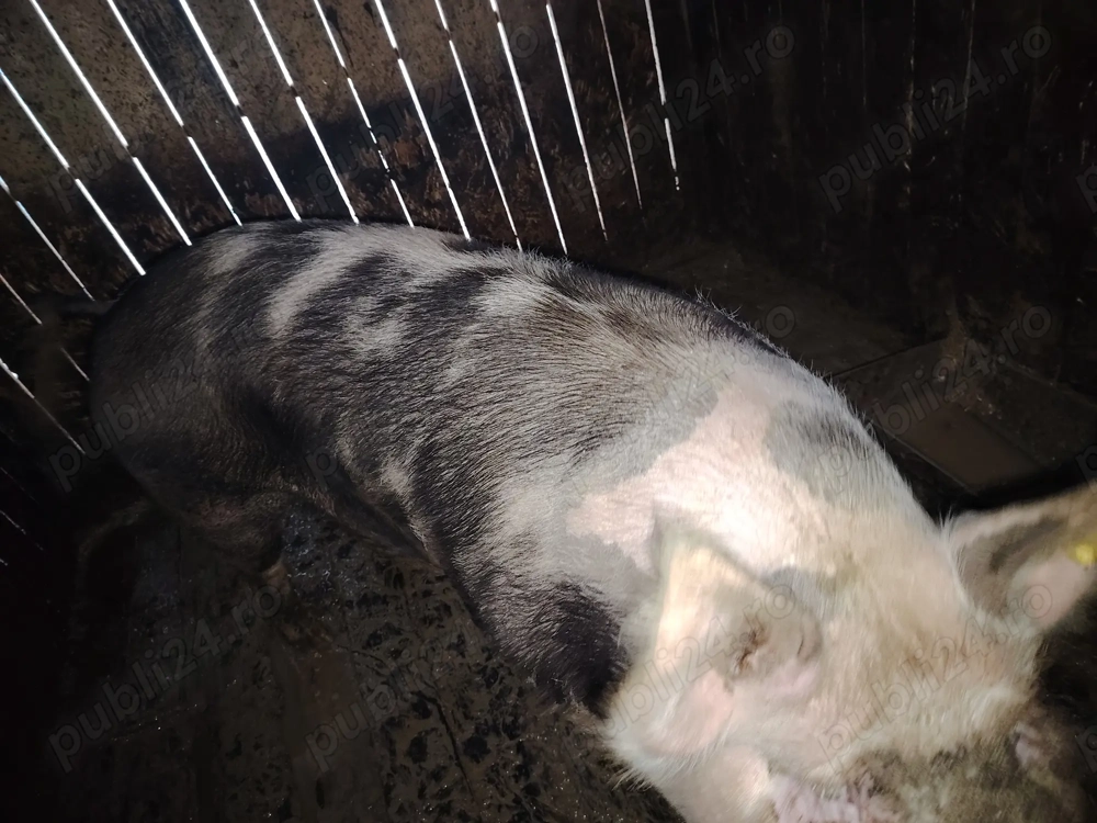 Porci marele alb de vanzare