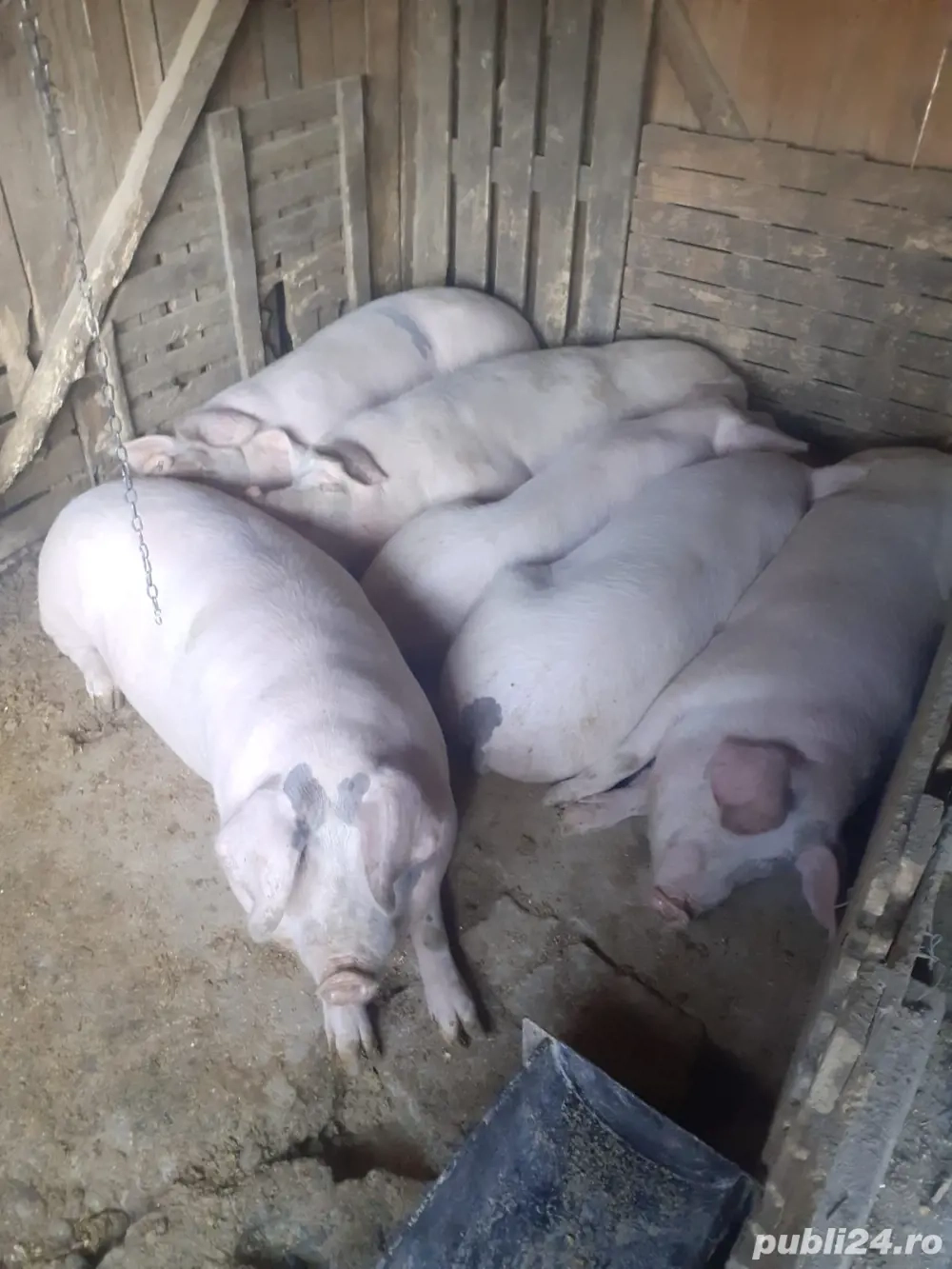 porc pentru sacrificat