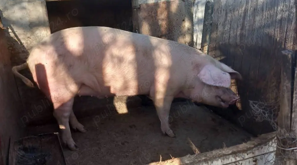 Porc pentru sacrificare 