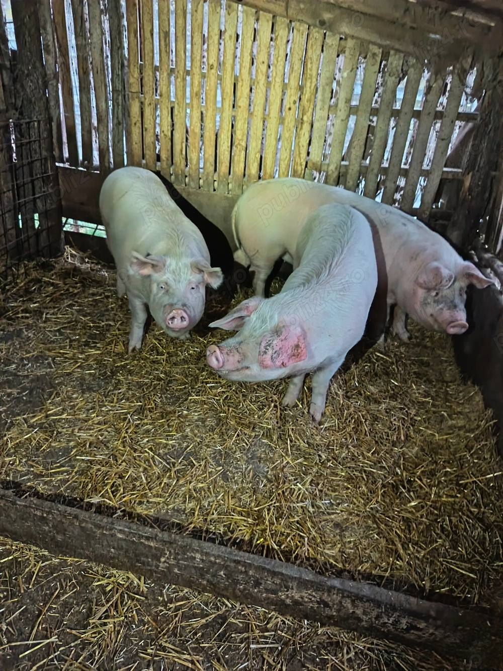 Vand porci pentru Crăciun! 