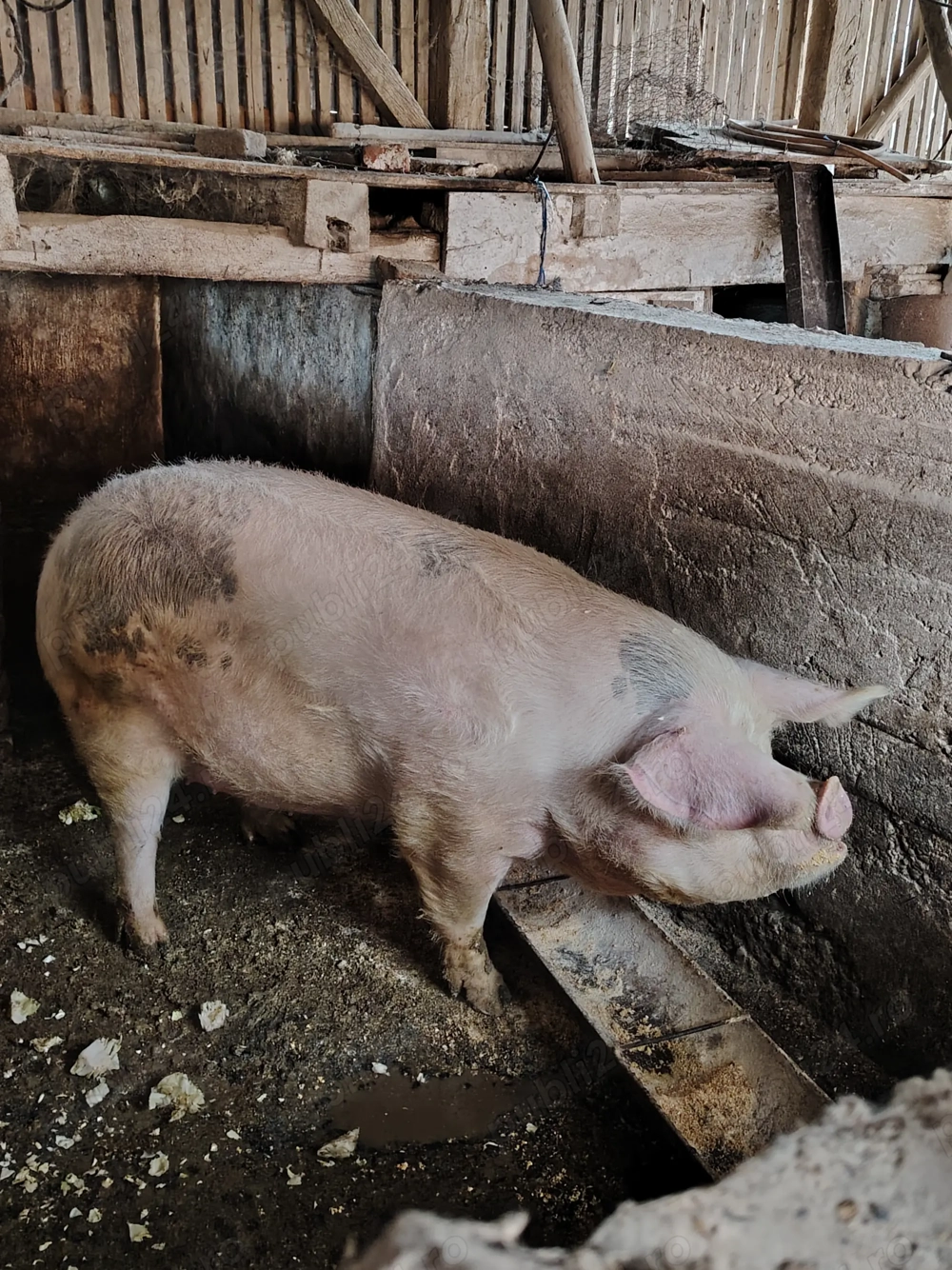 Vând porc crescut cu porumb. 