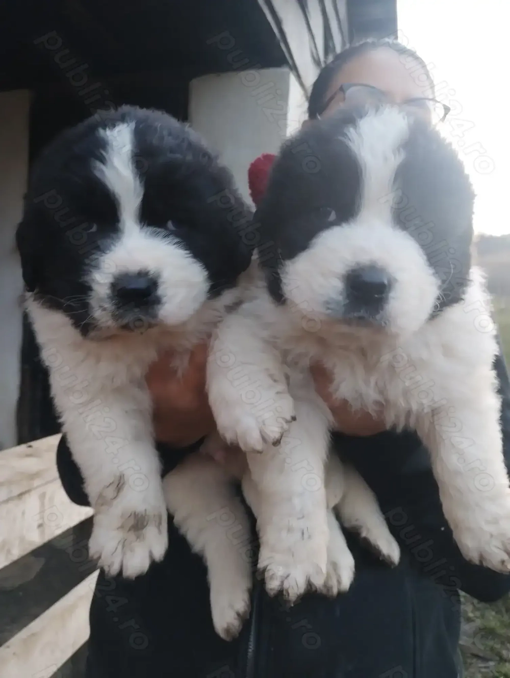 Ciobanesc de Bucovina!