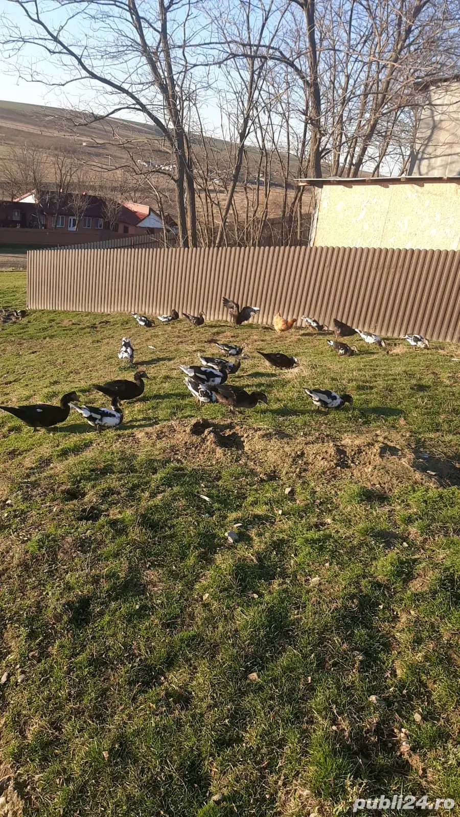 Rațe tinere de vanzare