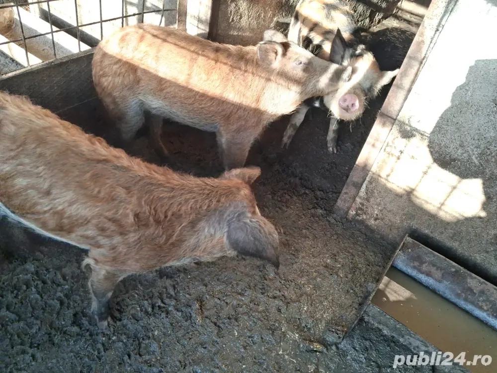 vând 3 purcele  metis mangalita 