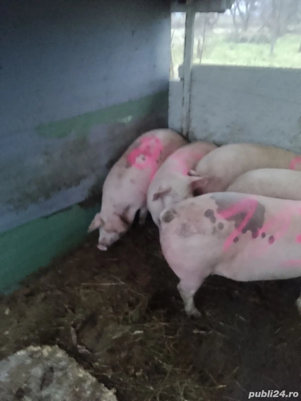 vand 6 porci intre 90kg si 140