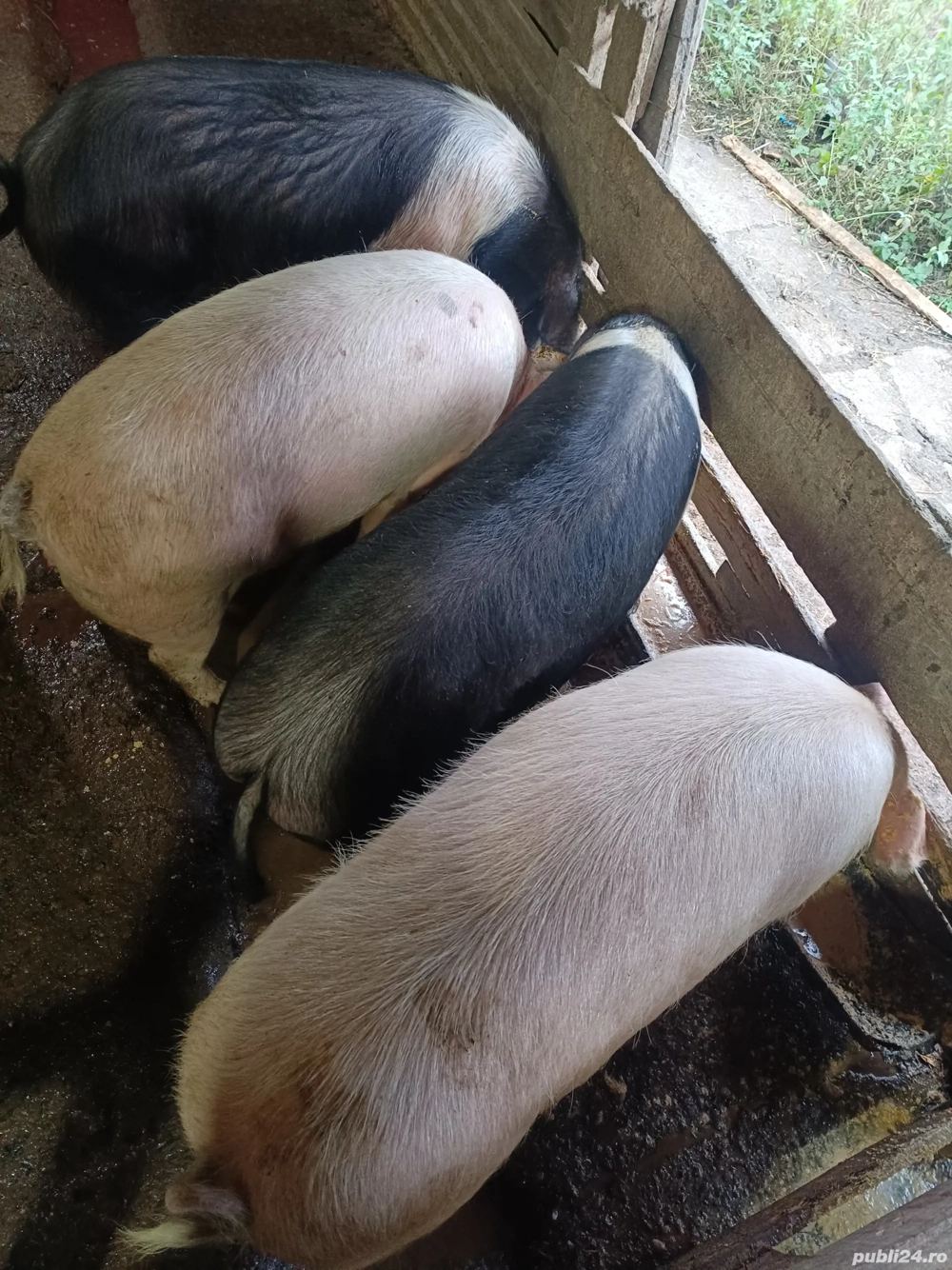 Vand porci grași Bazna si Landrace