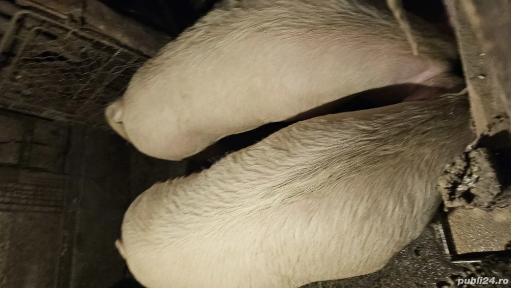 4 purcele marele alb + landras BIO