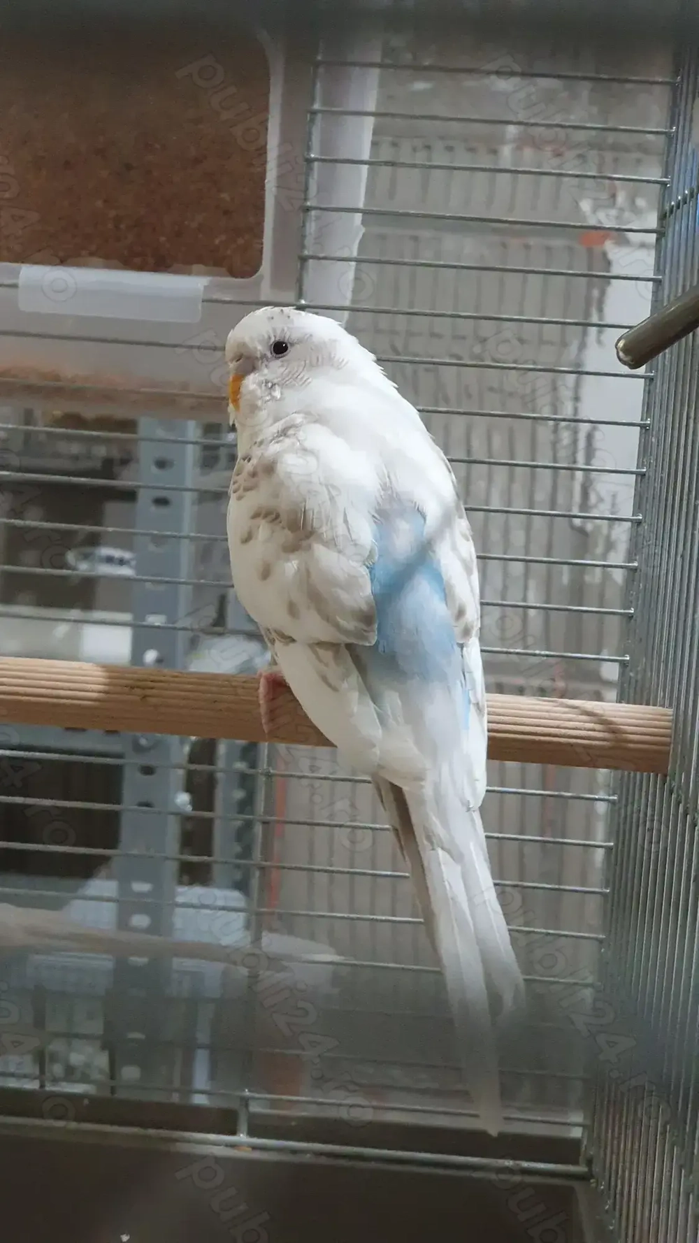 Perusi adulti dar si pui normali dar si standard