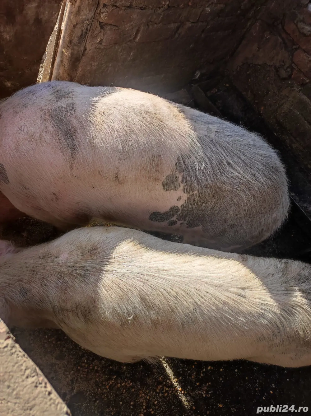 Vand porci de carne.