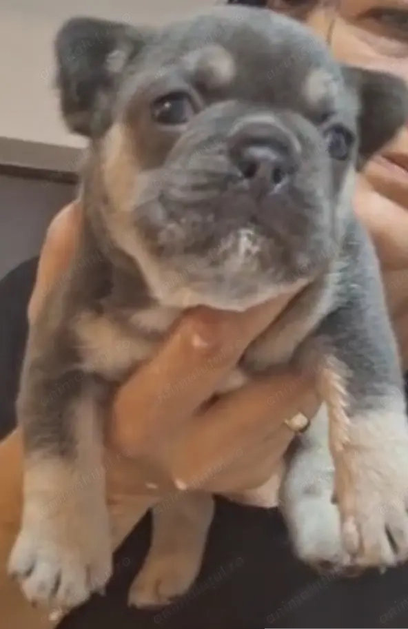 Canisa mea vinde mascul gri tan