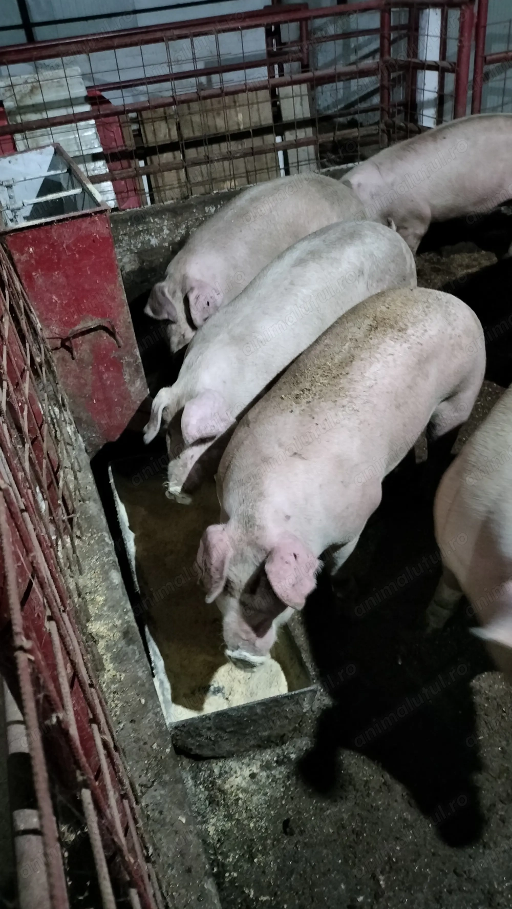 Porci calitate superioara