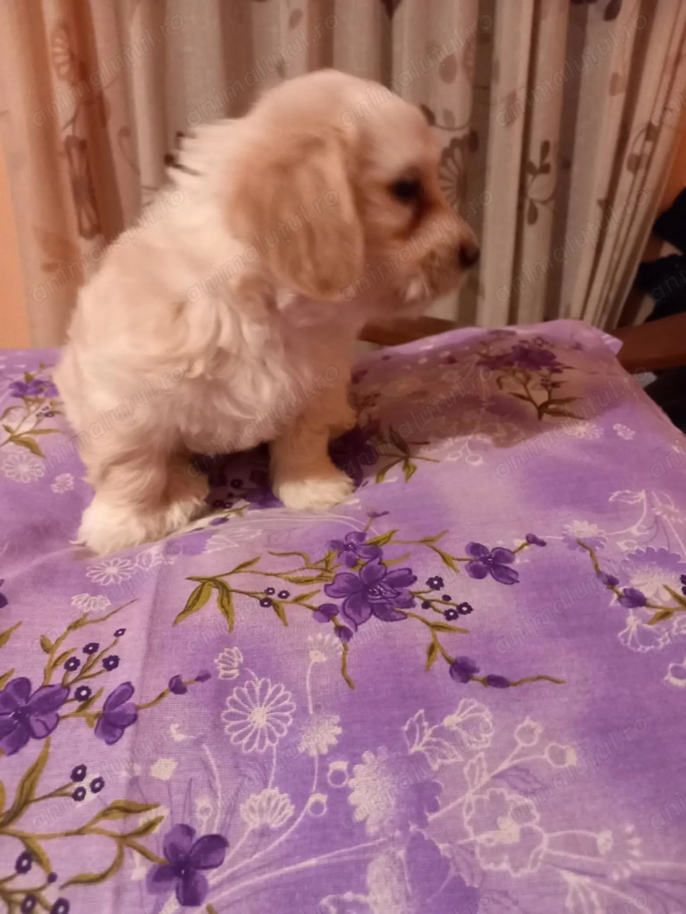  Cățelușă Bichon   micuța prințesă care îți va lumina casa! 