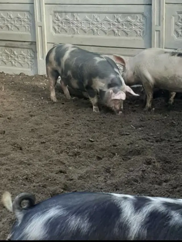 Porci rasa Landrace Landrace-pietran 