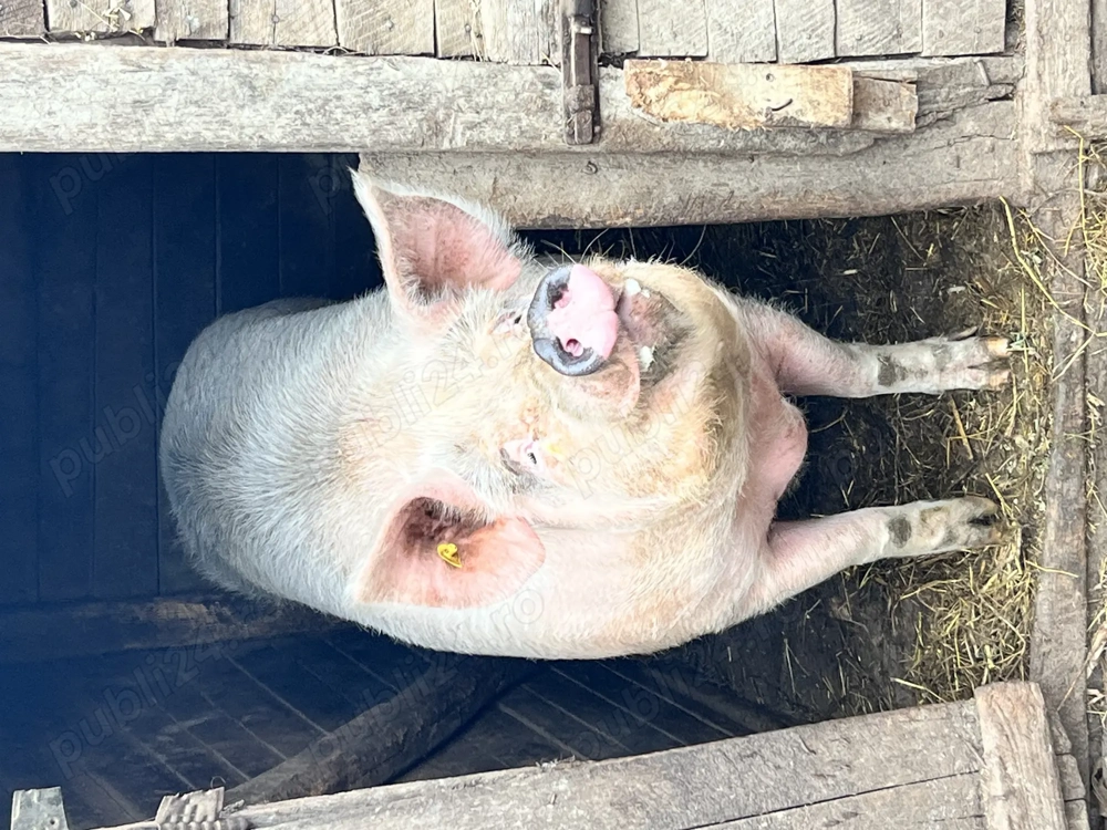 Porci de vânzare 